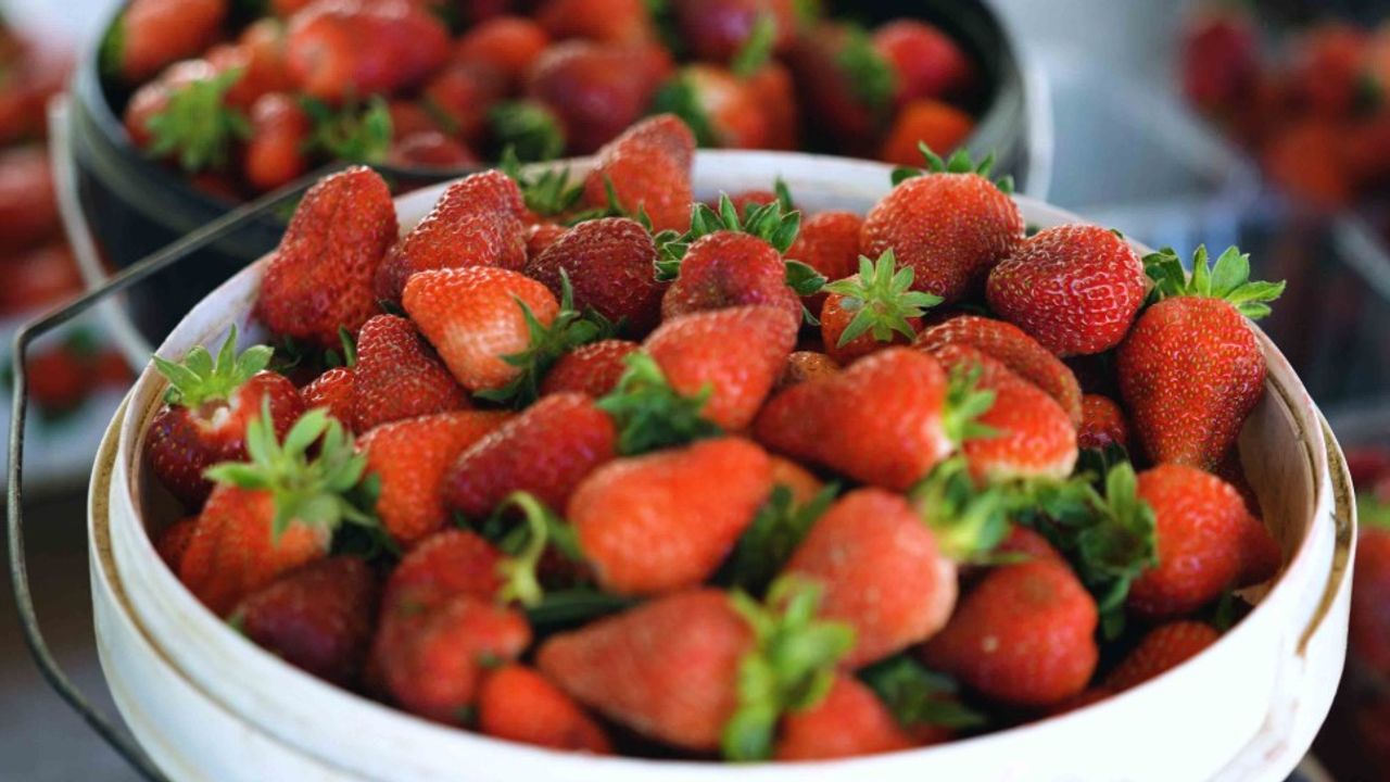 Kocaeli’de Çilek Üretimi Yüzde 50 Hibe Desteğiyle Canlandı