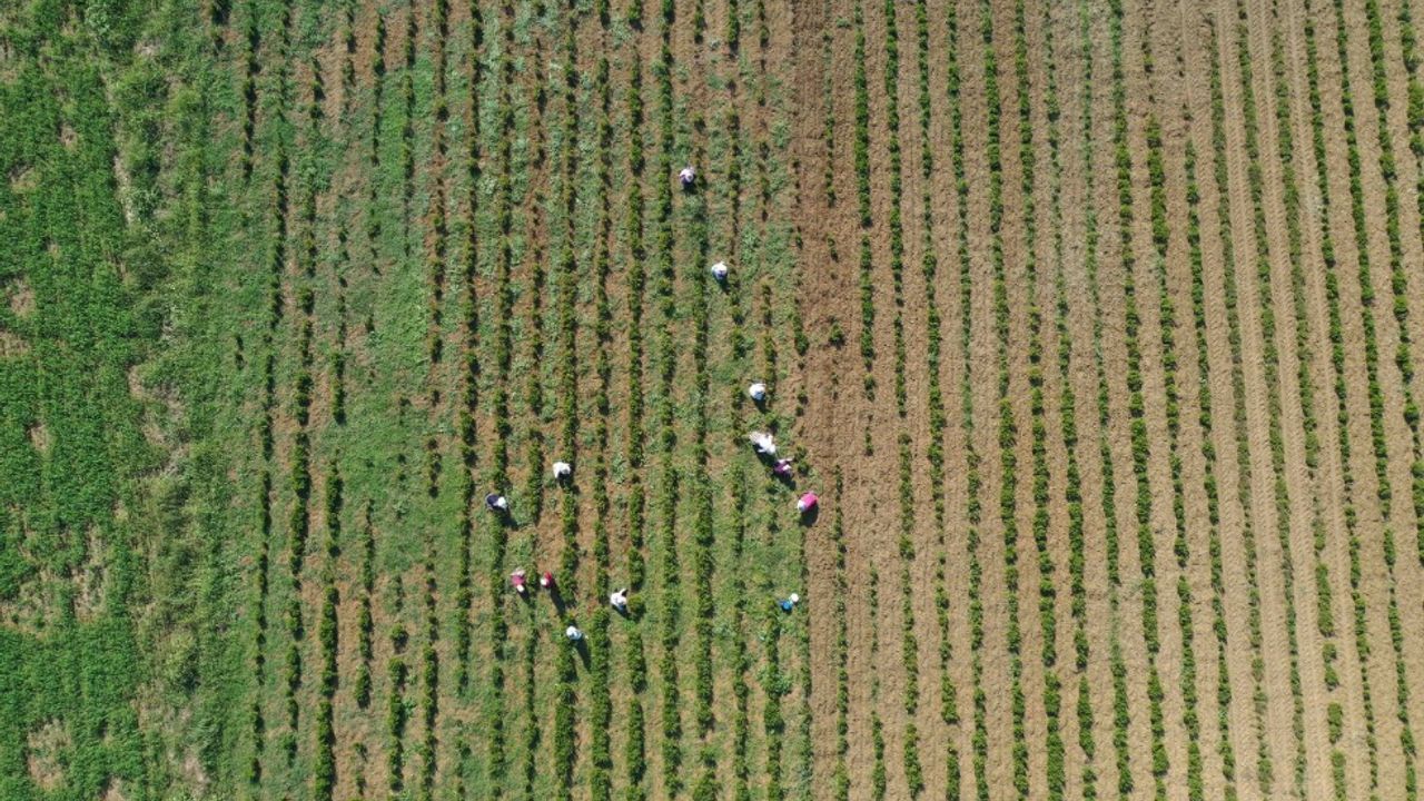 Kocaeli’de Tıbbi ve Aromatik Bitkilerde Hasat Öncesi Bakım