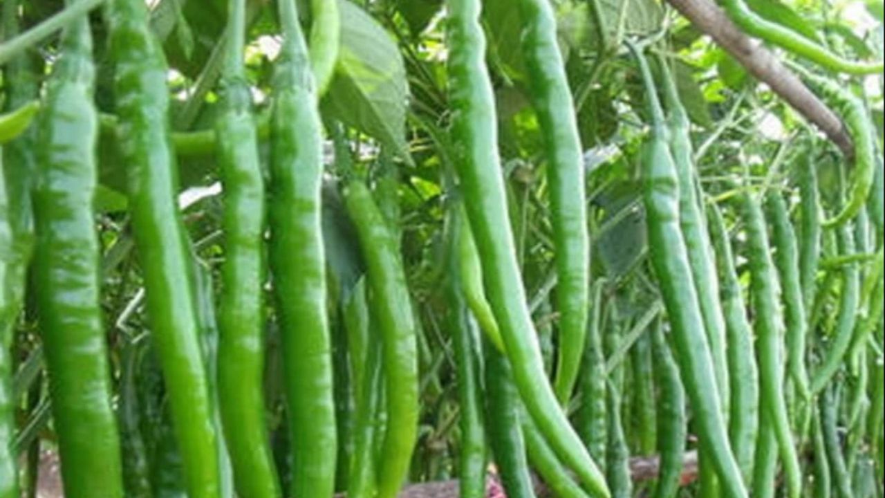 “Sivri Biberde Fiyat Farkı Yüzde 283’e Ulaştı: Üretici Zor Durumda”