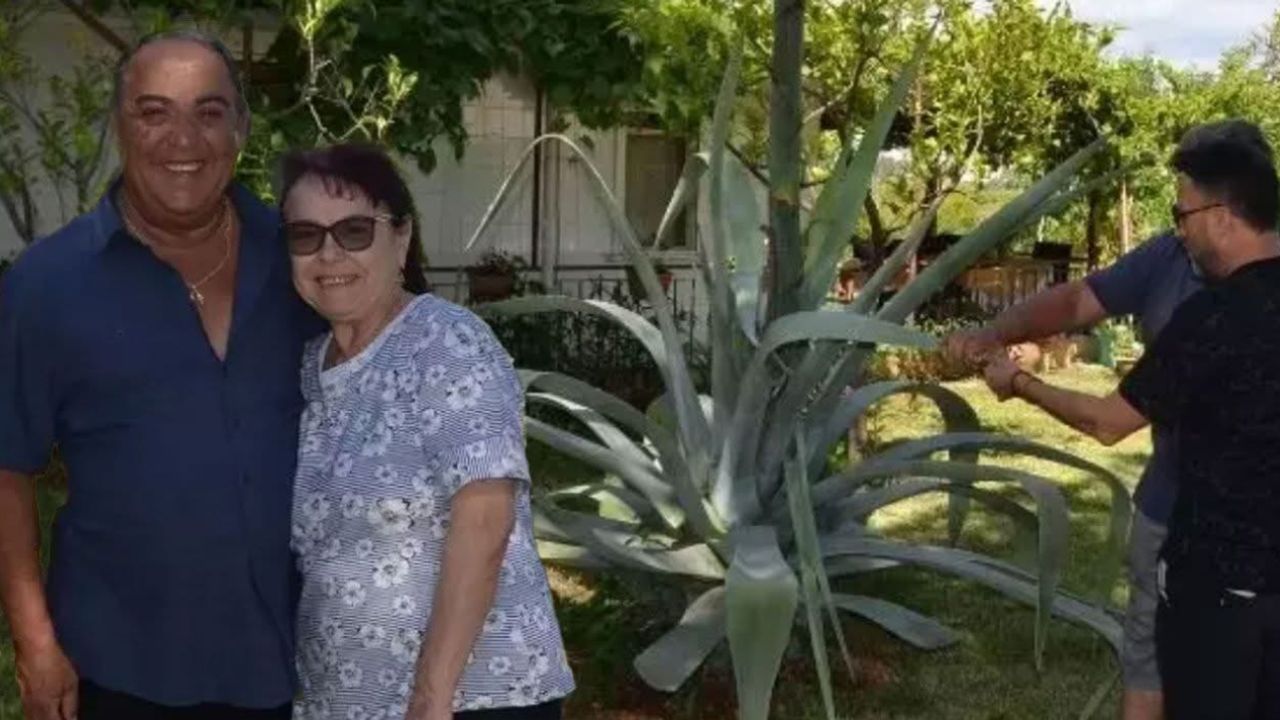 Antalya’da Nadir Agave Bitkisi Çiçek Açmaya Hazırlanıyor