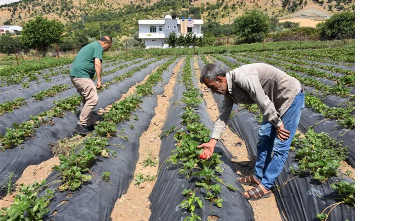 Sason Çileği Avrupa’ya İhracatla Bölge Ekonomisini Canlandırıyor