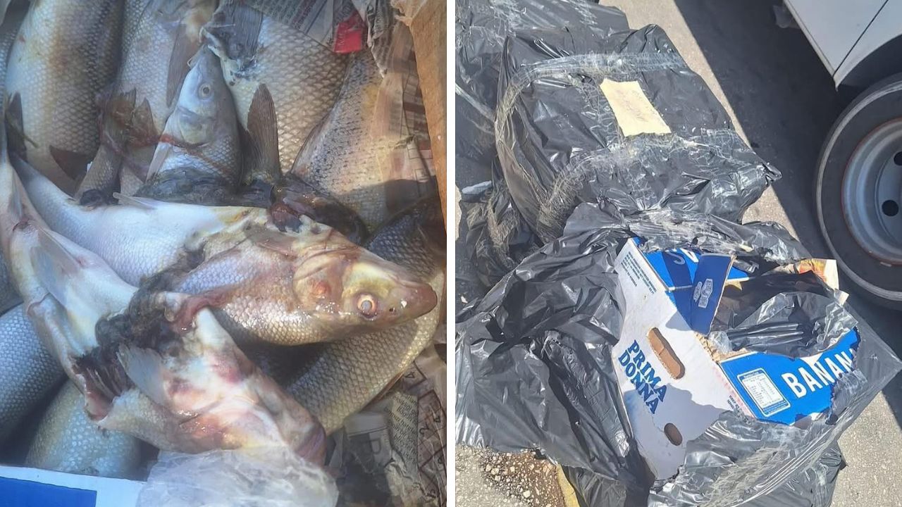 Antalya Otogarı’nda 100 Kilogram Sağlıksız Su Ürünü Ele Geçirildi