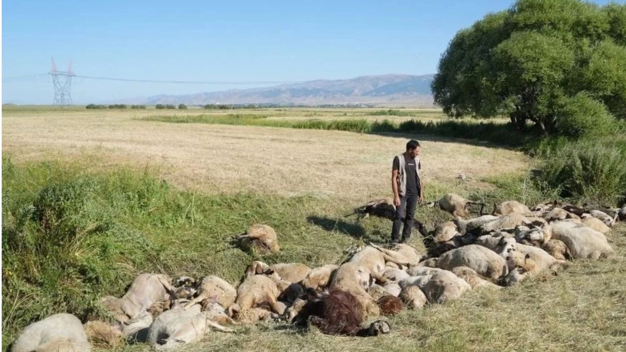 Muş’ta 150 Koyun Ezilerek Telef Oldu