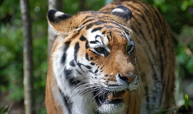 Bengal ve Sibirya Dışındaki Kaplan Türleri Yok Olma Tehlikesinde