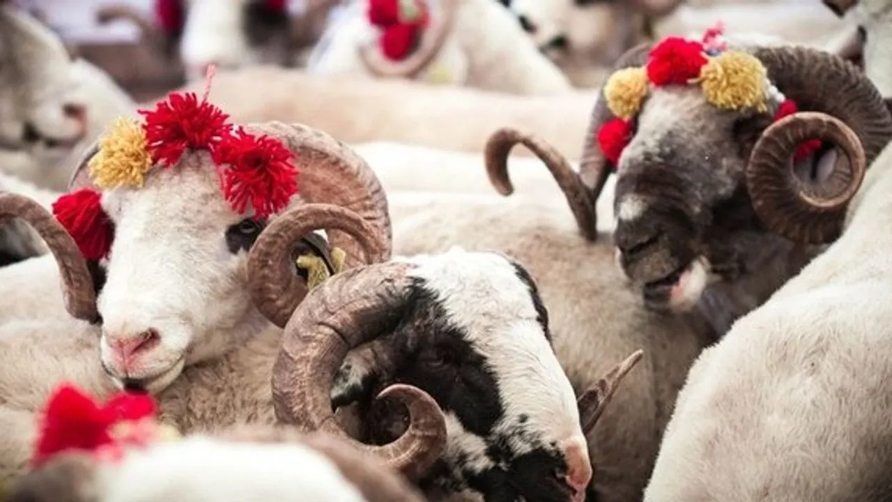 Diyanet Uyardı: Kurban Kesim Vakitleri ve Vekalet Şartları