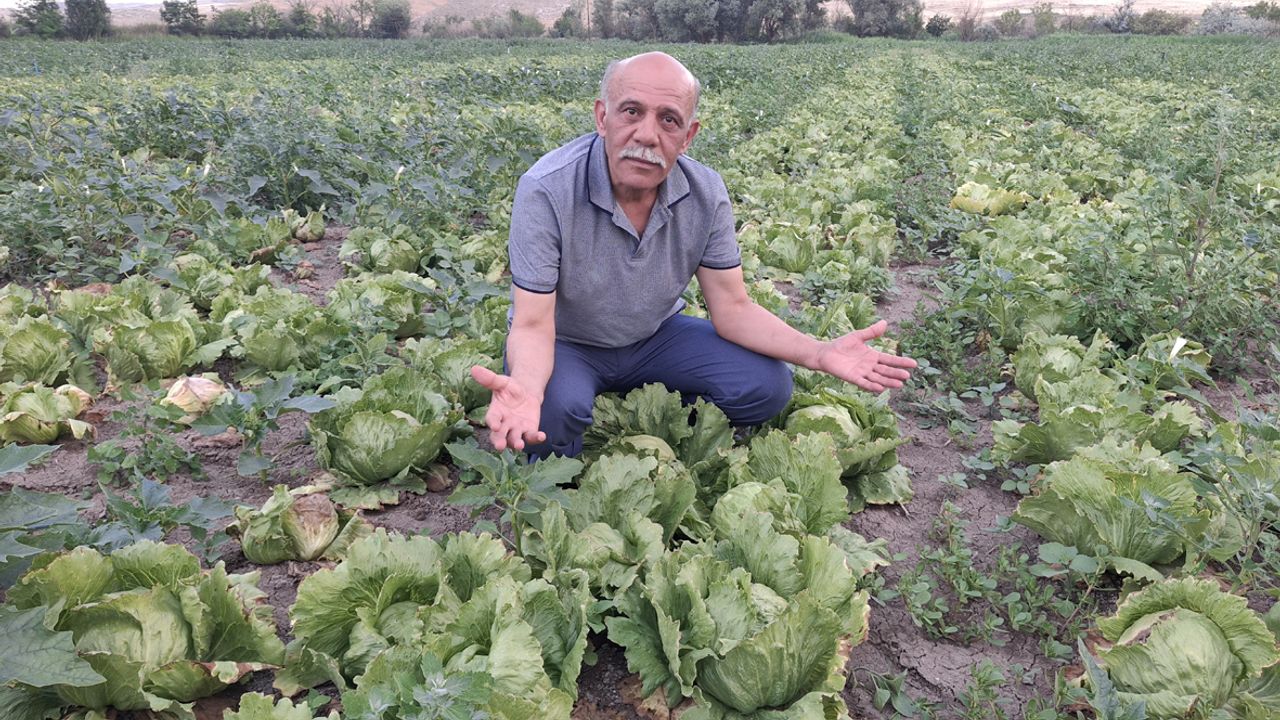 Beypazarı’nda Marul Üreticileri Maliyetler Altında Eziliyor