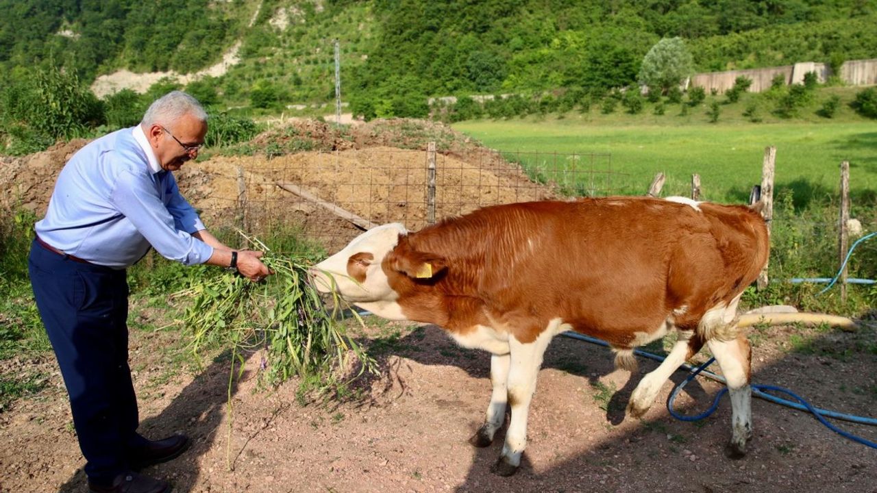 Ordu’da 5’li Yem Tohumu Desteğiyle Süt Verimi Arttı