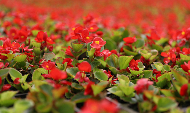 “Samsun’da Atıktan Enerji ve Çiçek Üretimiyle Çevre Korunuyor”