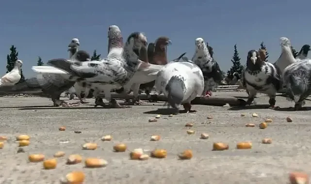 Göçmen Güvercinler İnsan Faaliyetleriyle Yok Oldu