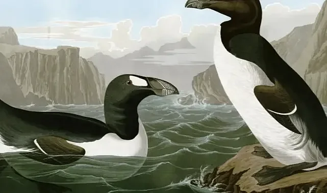 Büyük Penguen’in Nesli Tüy ve Et Ticareti Yüzünden Tükendi