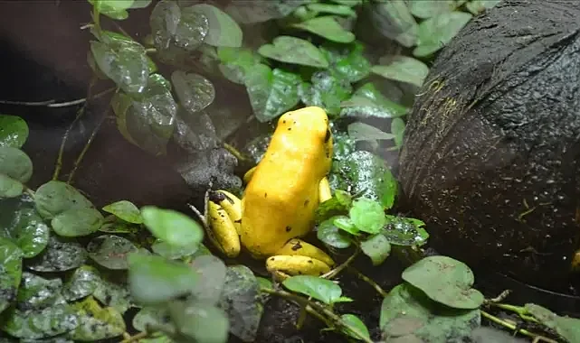 Altın Kurbağa Nesli Tükendi: İklim Değişikliği ve Hastalık Etkili