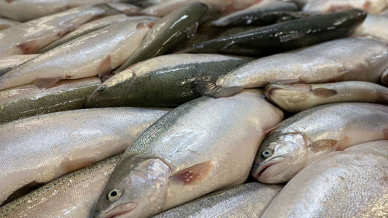 Türk Somonu İhracatında Rekor Artış: 32 Bin Tonu Aştı