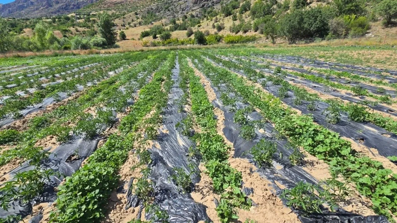 Giresun Çamoluk’ta Tarımsal Üretim Rekor Seviyede