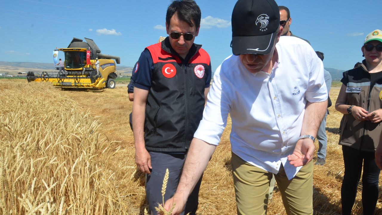 Amasya’da 2025 Buğday Hasadı Başladı: Dekarda 650 Kilo Verim