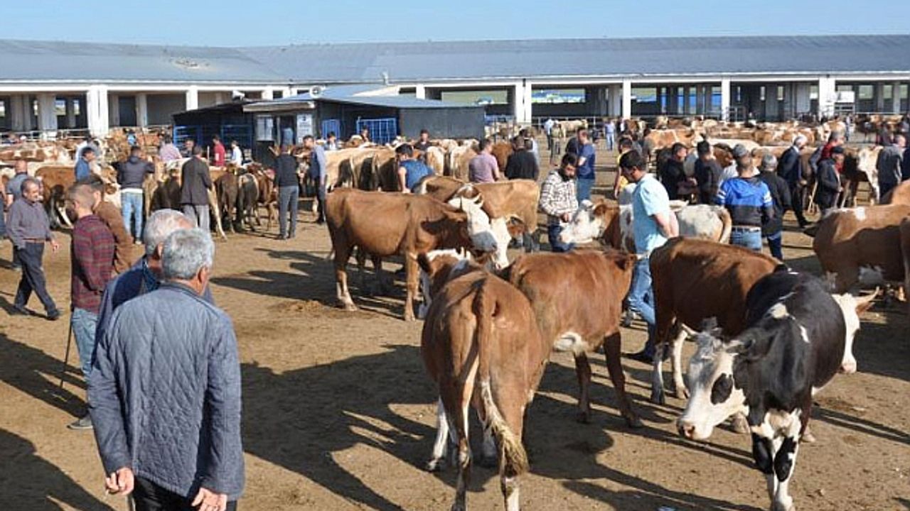 Kars’ta Şap Hastalığı Nedeniyle Hayvan Pazarı Kapatıldı