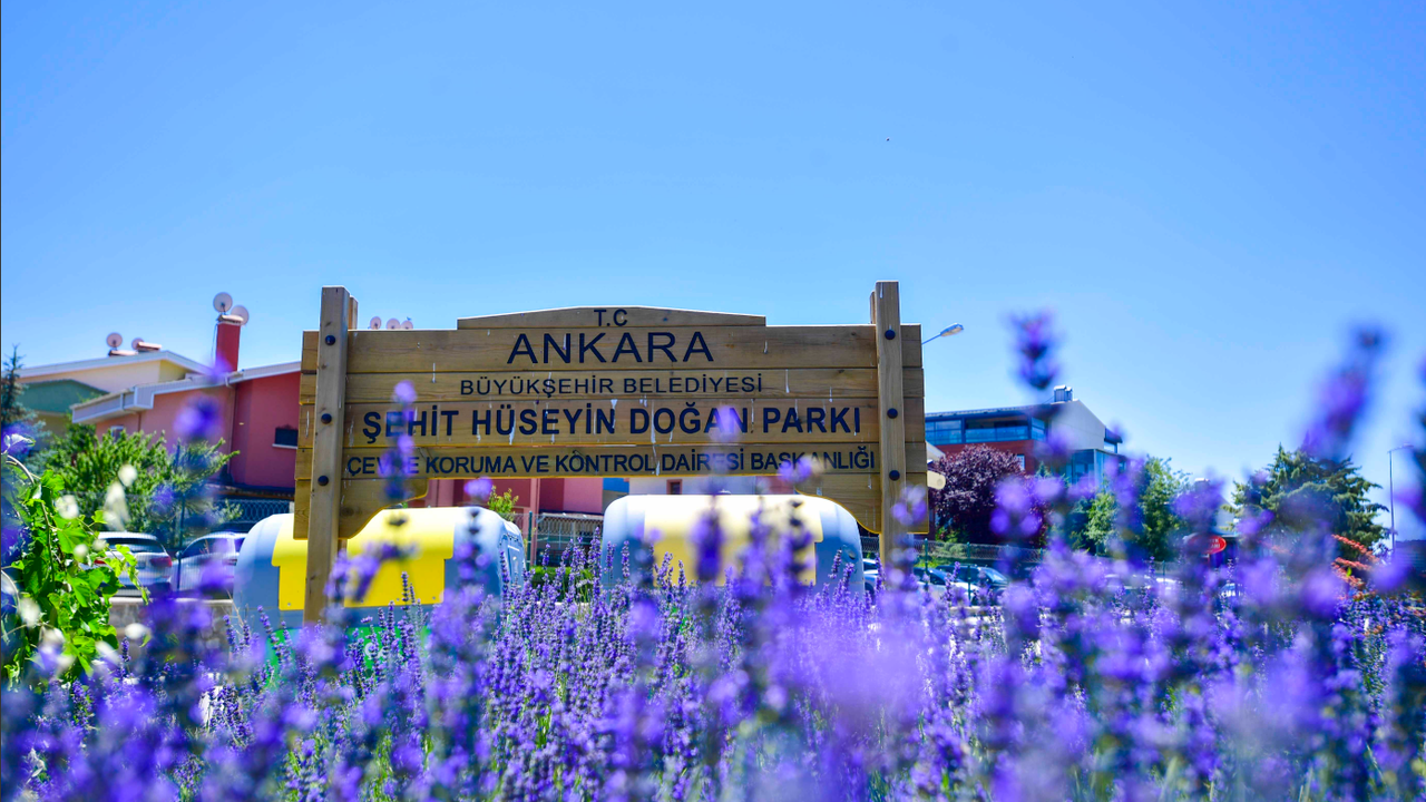 Ankara’da Lavanta Bahçeleri Ziyaretçi Akınına Uğruyor