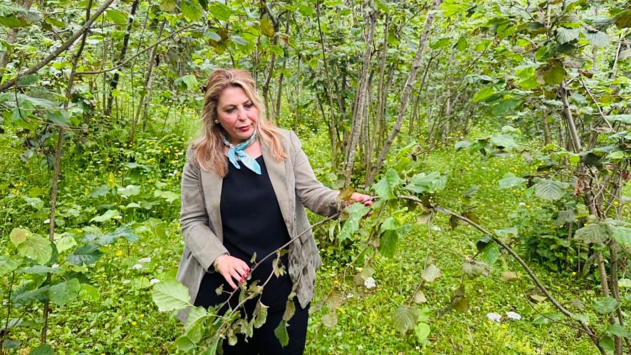 Giresun ve Çevre İllerde Zirai Don Mağduru Üreticilere Acil Destek Talebi