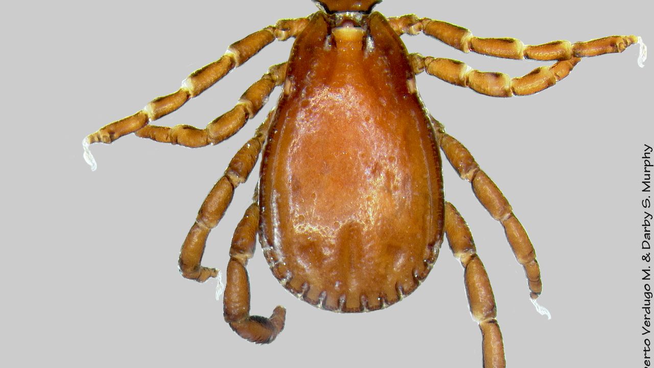 İstanbul’daki Keneler KKKA Risk Taşımıyor: Rhipicephalus Türü Tespit Edildi