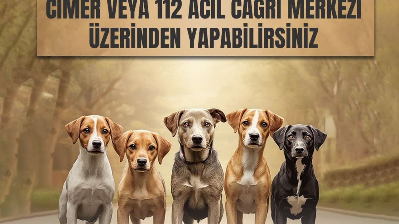 Kars Valiliği: Sahipsiz Hayvan İhbarı CİMER ve 112’ye