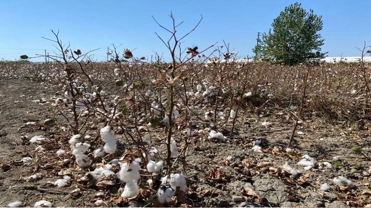 Antalya’da Pamuk Hasadında Makineler Büyük Kayba Yol Açtı