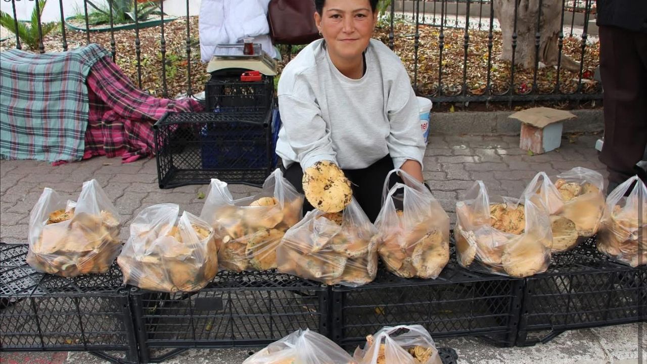 Kumluca’da Kanlıca Mantarı Sezonu Başladı