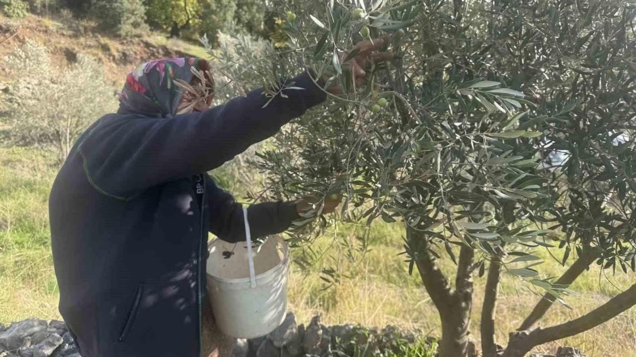 88 Yaşındaki Emine Aksoy Çiftçilikle Yaşlanmıyor