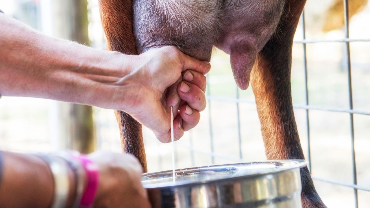 Şap Salgını Tereyağı ve Sadeyağ Üretimini Düşürdü