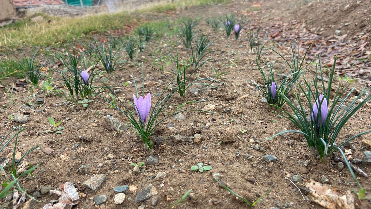 Kırıkkale’de Safran Üretimi Başladı: 300 Metrekarelik Alan