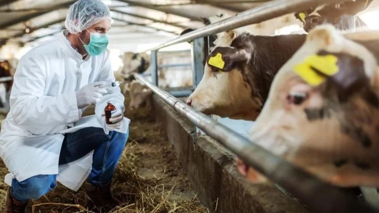 Kuşadası’nda Canlı Hayvan Trafiğine Geçici Yasak