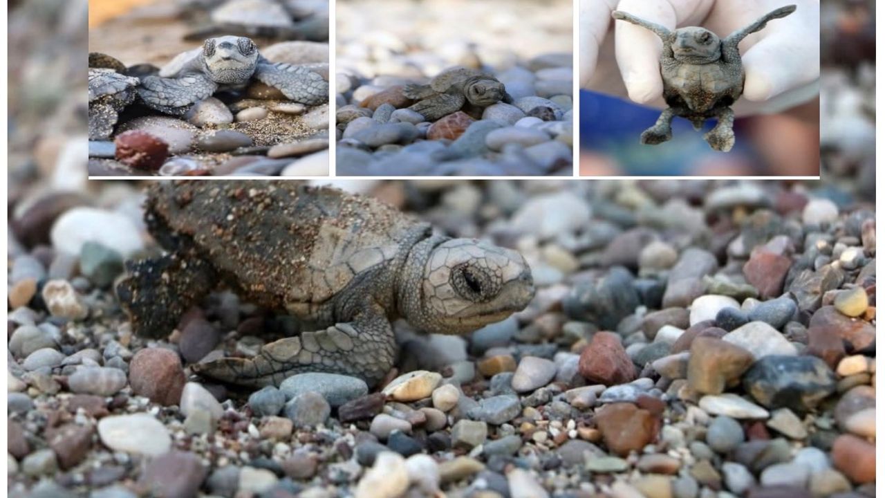 Antalya’da 500 Bin Caretta Caretta Yavrusu Denizle Buluştu