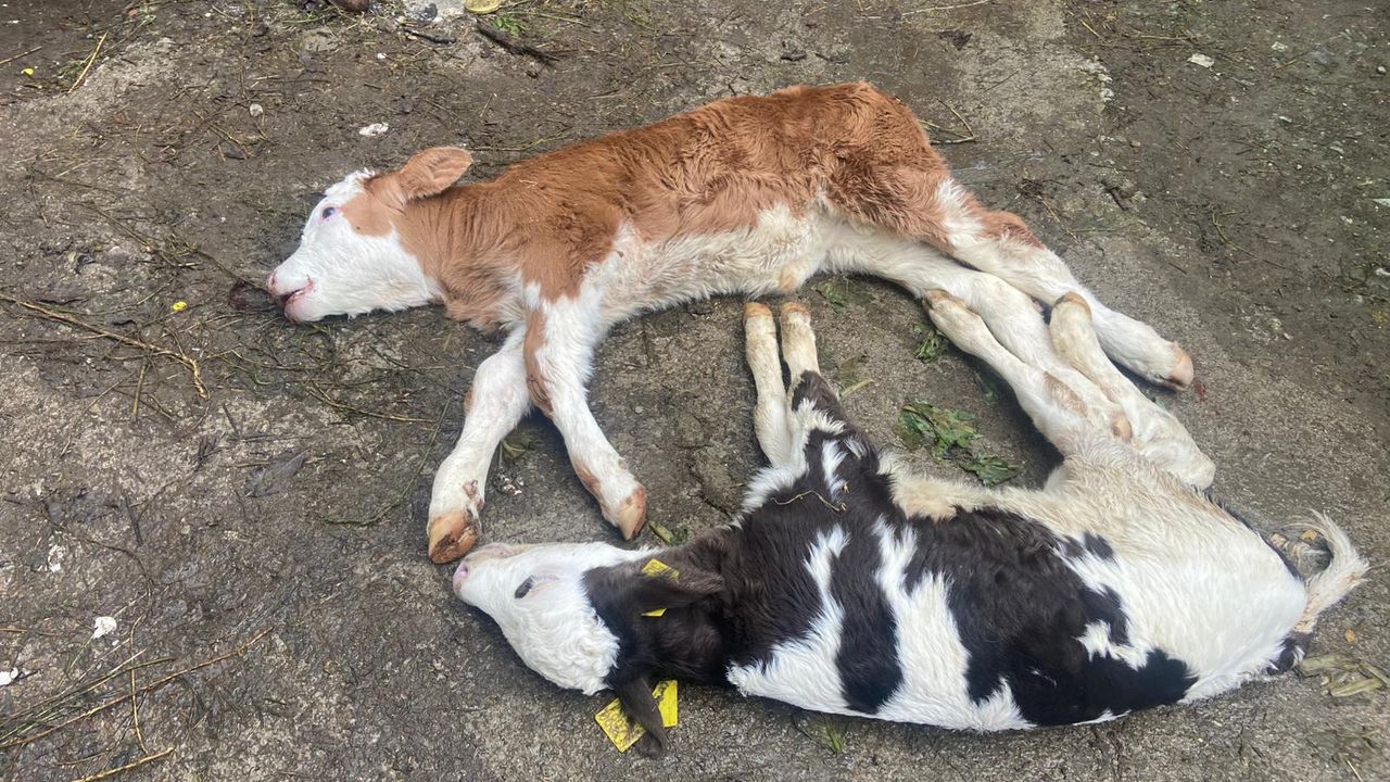 Düzce’de Şap Hastalığı: Karantinaya Rağmen 5 Büyükbaş Telef Oldu
