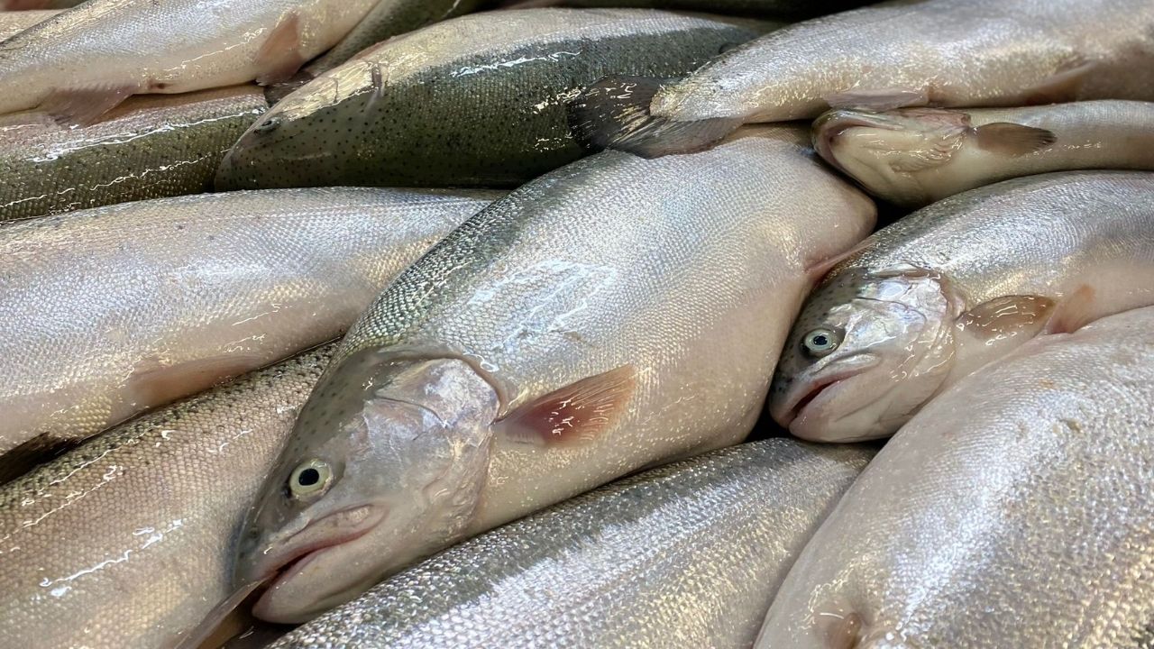 Türk Somonu 500 Milyon Dolarlık İhracat Hedefine Yöneldi