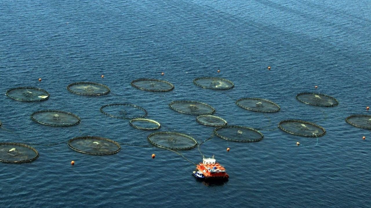 Türkiye, Akdeniz ve Karadeniz’de Su Ürünleri Üretiminde Lider
