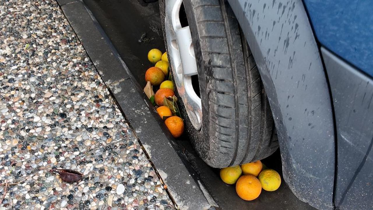 Efeler’de Çürüyen Turunçlar Ekonomik Kayba Yol Açıyor