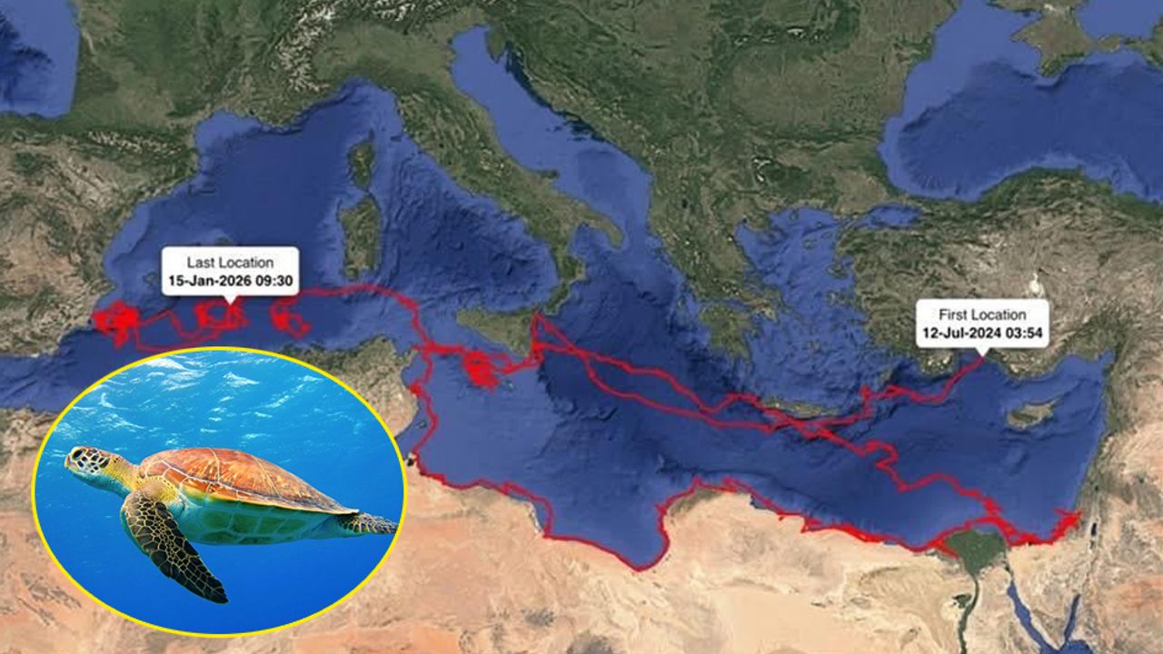 Gümüş İsimli Caretta Caretta 24 Bin Kilometre Göç Rota Kaydetti