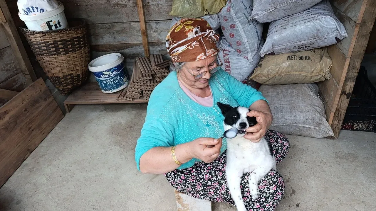 Beşikdüzü’nde Yaralı Köpek Anne Şefkatiyle Hayata Döndü