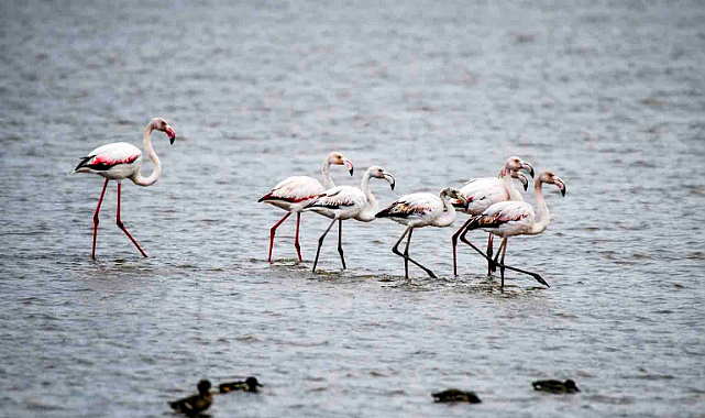 Kızılırmak Deltası Flamingolarla Bahar Şöleni Yaşıyor