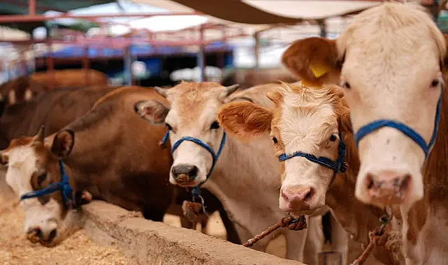 Kurban Bayramı tatili kamu çalışanları için 9 gün olarak açıklandı