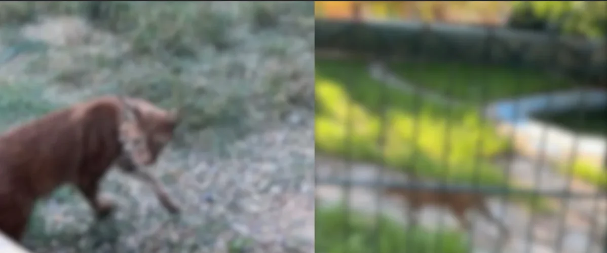 Hamzabeyli Sınır Kapısı’nda kaçak vaşak ve serval kedisi ele geçirildi