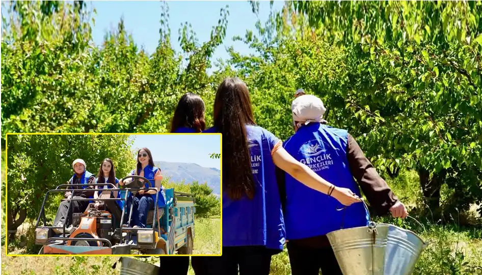Isparta’da gençler kayısı hasadına katılarak üreticilere destek oldu