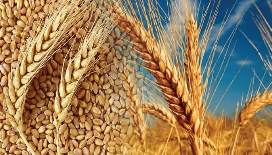 Türkiye tarım hasılasında Avrupa birincisi oldu