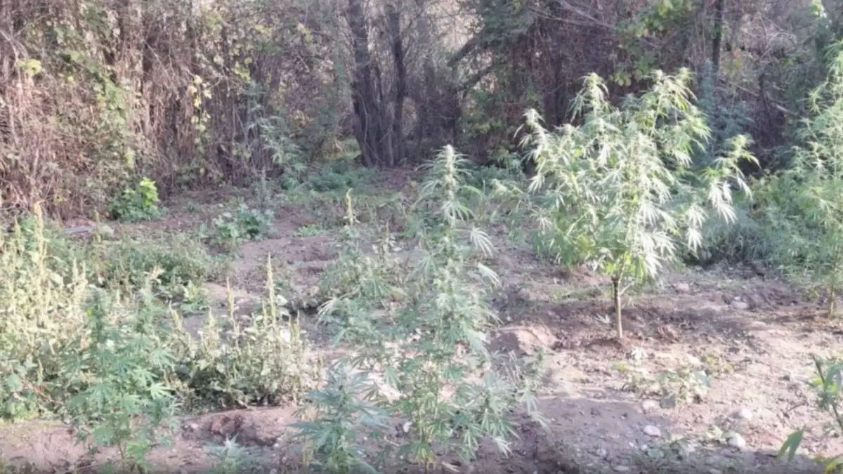 Diyarbakır’da 48 bin 579 kök kenevir imha edildi