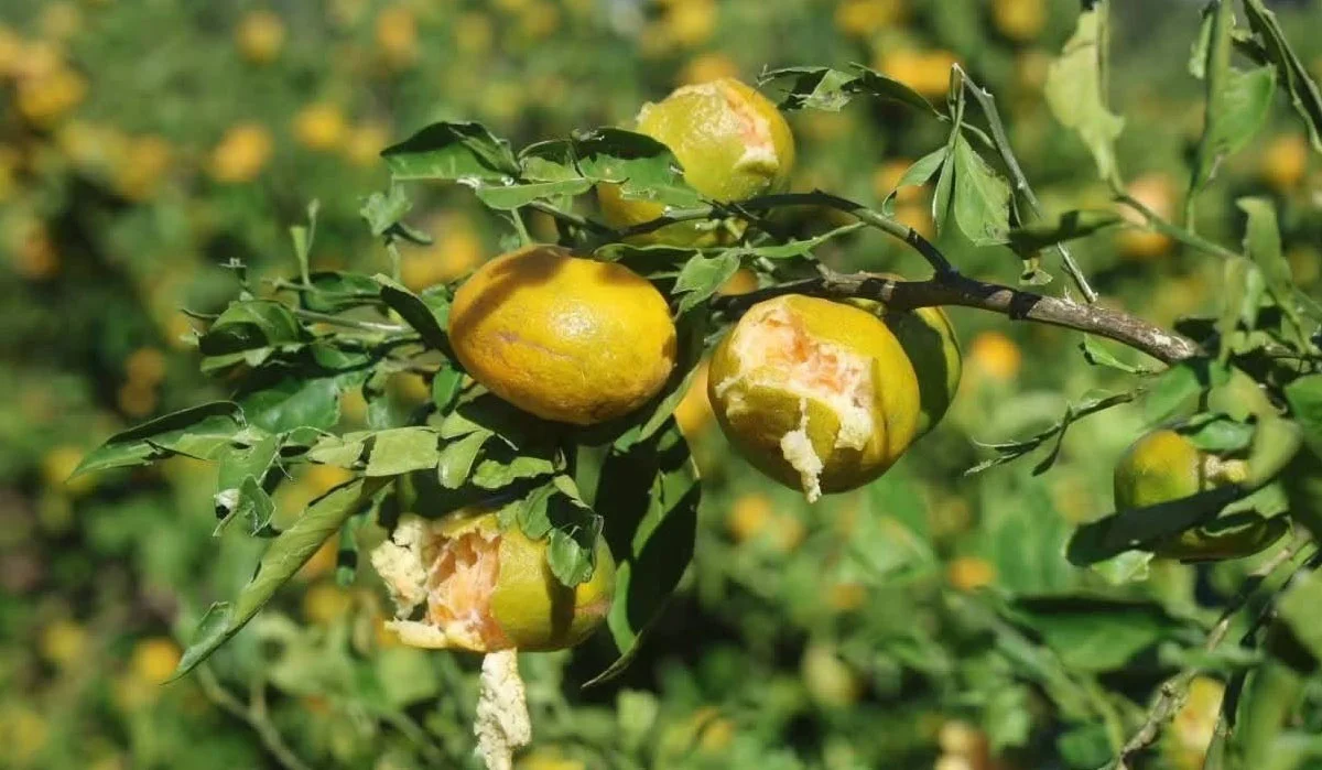 Hatay’da dolu erkenci mandalina hasadını vurdu